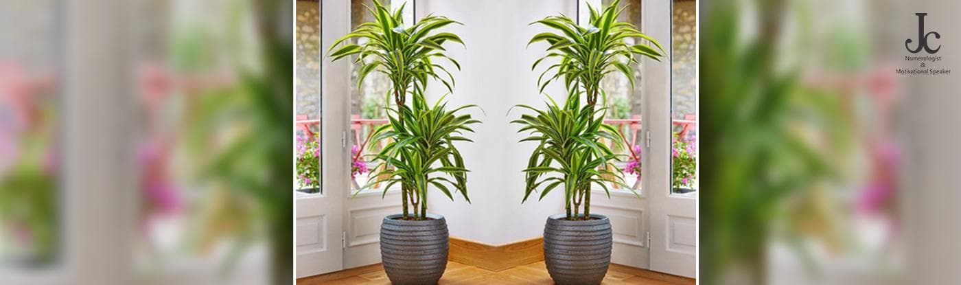 plants can bring positivity your home